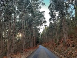 Natural Route of the Cantabrian Route Trees